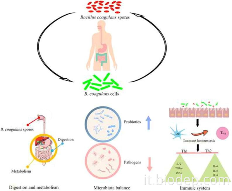 Bacillus coagulans3 bacillus coagulans3